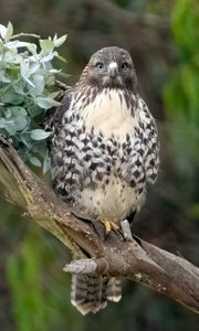 Preview wallpaper buzzard, bird, leaves, flower, wildlife