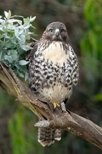 Preview wallpaper buzzard, bird, leaves, flower, wildlife