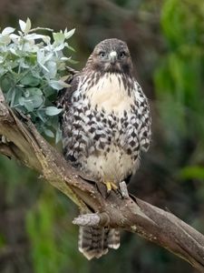 Preview wallpaper buzzard, bird, leaves, flower, wildlife