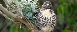 Preview wallpaper buzzard, bird, leaves, flower, wildlife