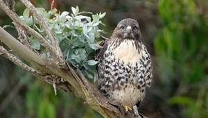 Preview wallpaper buzzard, bird, leaves, flower, wildlife