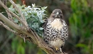 Preview wallpaper buzzard, bird, leaves, flower, wildlife