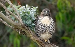 Preview wallpaper buzzard, bird, leaves, flower, wildlife