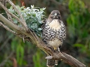 Preview wallpaper buzzard, bird, leaves, flower, wildlife