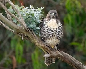 Preview wallpaper buzzard, bird, leaves, flower, wildlife