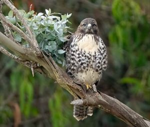 Preview wallpaper buzzard, bird, leaves, flower, wildlife