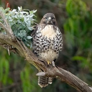 Preview wallpaper buzzard, bird, leaves, flower, wildlife