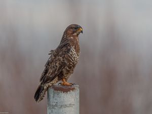 Preview wallpaper buzzard, bird, piling, blur