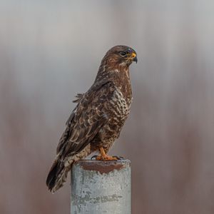 Preview wallpaper buzzard, bird, piling, blur