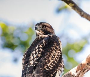 Preview wallpaper buzzard, bird, predator, tree