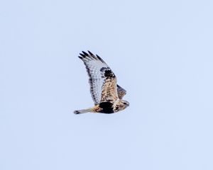 Preview wallpaper buzzard, bird, sky, flight