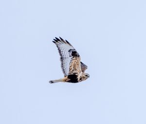 Preview wallpaper buzzard, bird, sky, flight