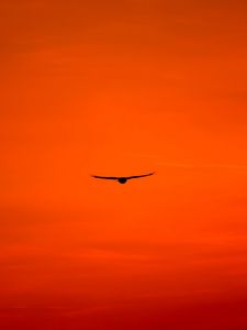 Preview wallpaper buzzard, bird, sky, flight, orange, bright, wings, hawk, predator