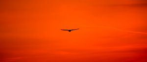 Preview wallpaper buzzard, bird, sky, flight, orange, bright, wings, hawk, predator