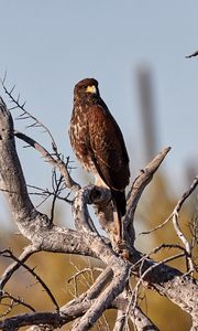 Preview wallpaper buzzard, bird, tree, branches