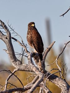 Preview wallpaper buzzard, bird, tree, branches