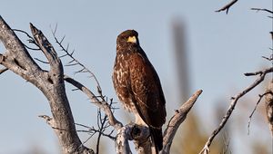 Preview wallpaper buzzard, bird, tree, branches