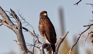 Preview wallpaper buzzard, bird, tree, branches