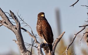 Preview wallpaper buzzard, bird, tree, branches