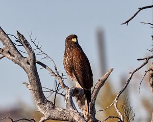 Preview wallpaper buzzard, bird, tree, branches