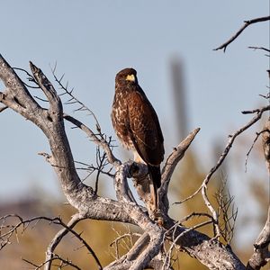 Preview wallpaper buzzard, bird, tree, branches