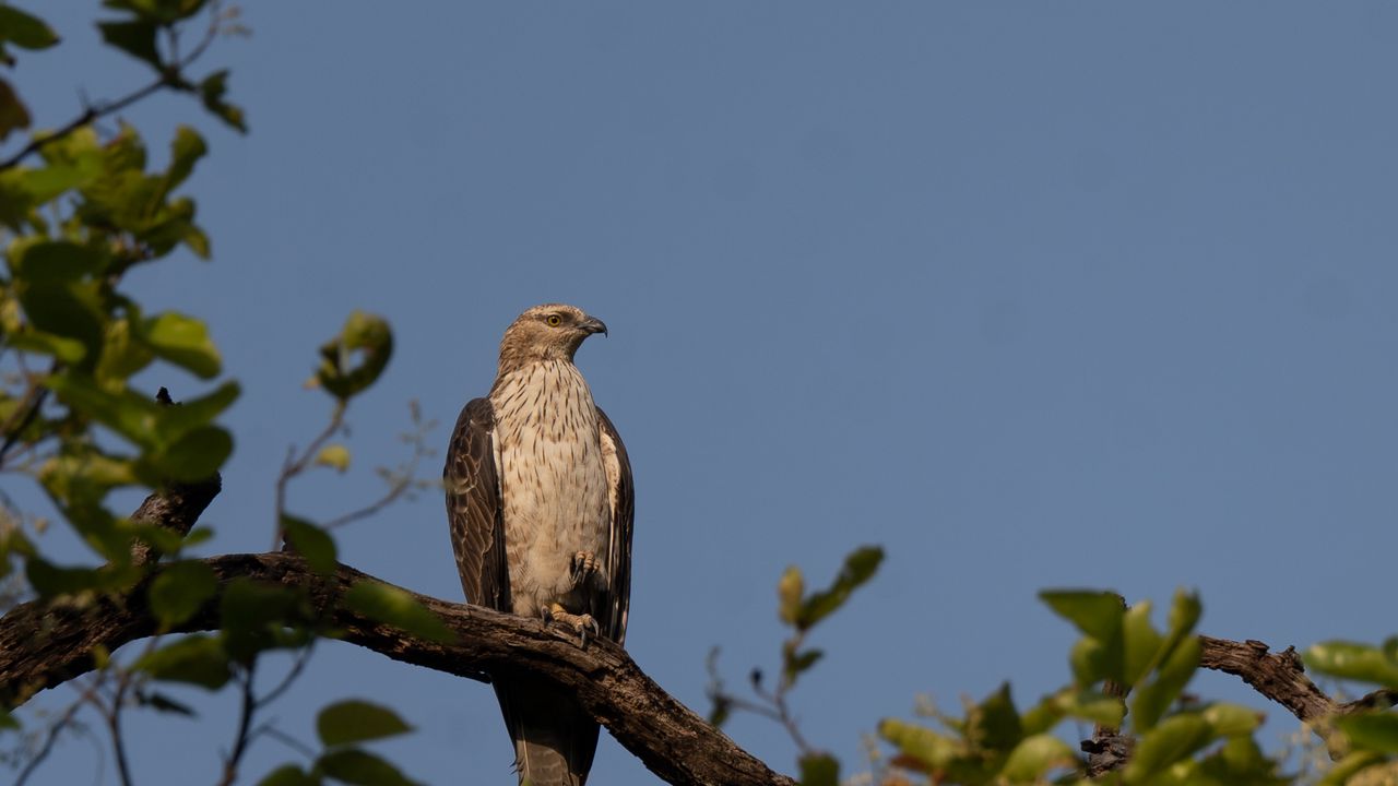 Wallpaper buzzard, bird, tree, branches, leaves