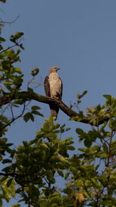 Preview wallpaper buzzard, bird, tree, branches, leaves