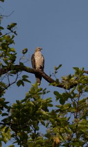 Preview wallpaper buzzard, bird, tree, branches, leaves