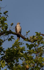 Preview wallpaper buzzard, bird, tree, branches, leaves