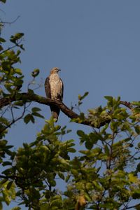 Preview wallpaper buzzard, bird, tree, branches, leaves