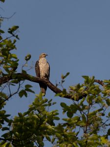 Preview wallpaper buzzard, bird, tree, branches, leaves