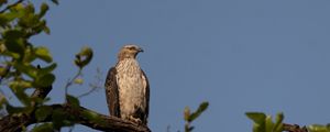 Preview wallpaper buzzard, bird, tree, branches, leaves