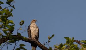 Preview wallpaper buzzard, bird, tree, branches, leaves