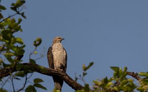 Preview wallpaper buzzard, bird, tree, branches, leaves