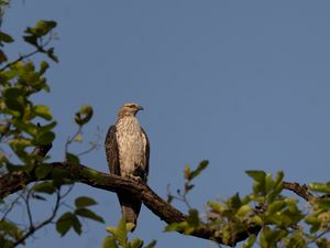 Preview wallpaper buzzard, bird, tree, branches, leaves