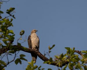 Preview wallpaper buzzard, bird, tree, branches, leaves