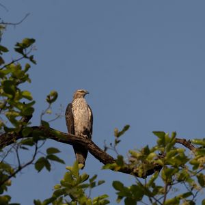 Preview wallpaper buzzard, bird, tree, branches, leaves