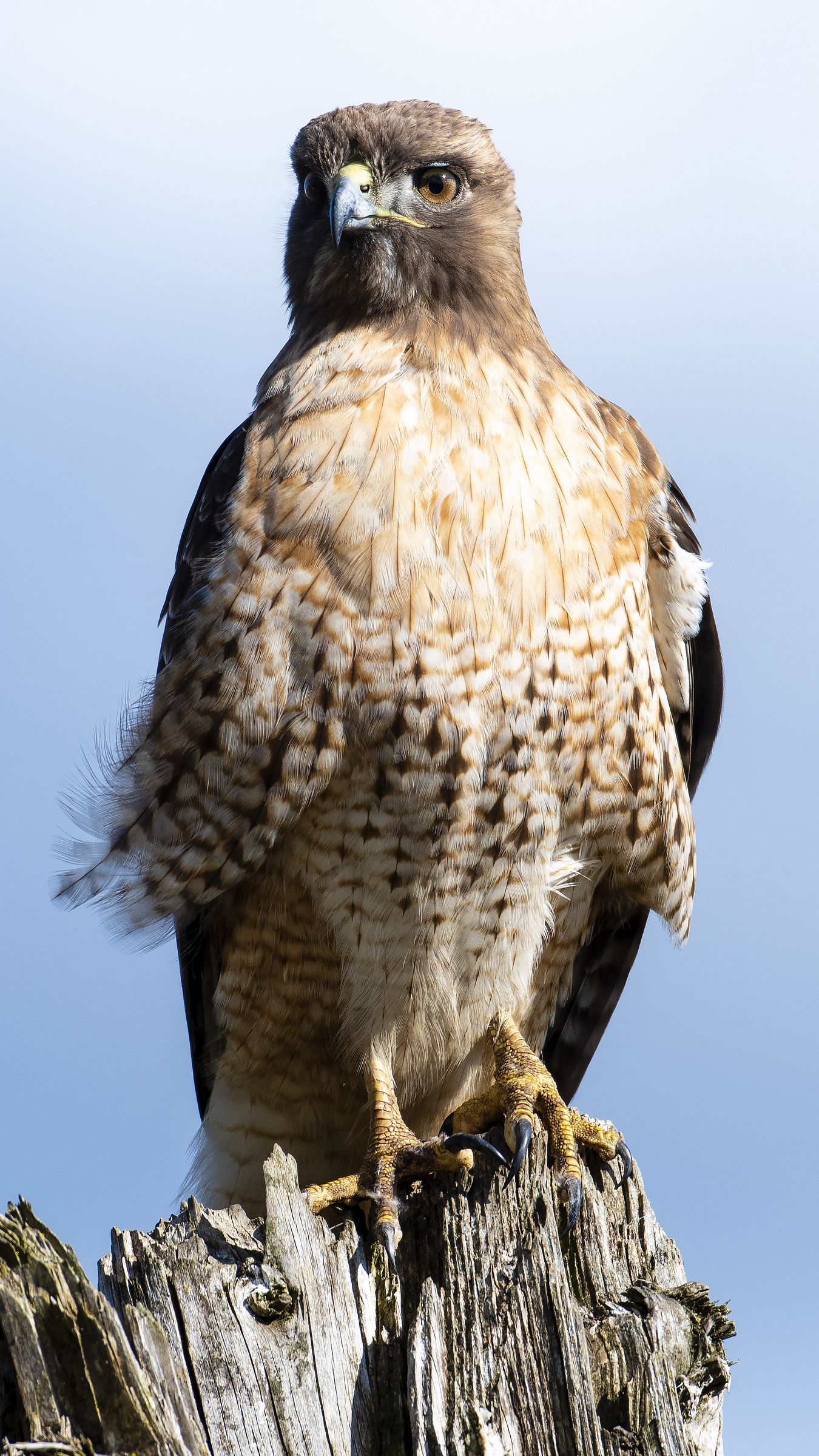 Download wallpaper 1350x2400 buzzard, bird, tree iphone 8+/7+/6s+/6 ...