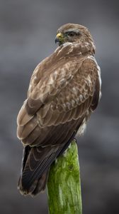 Preview wallpaper buzzard, bird, wildlife, wood