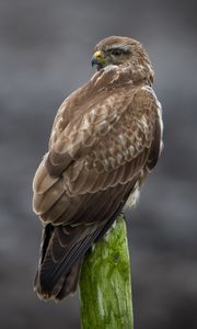 Preview wallpaper buzzard, bird, wildlife, wood