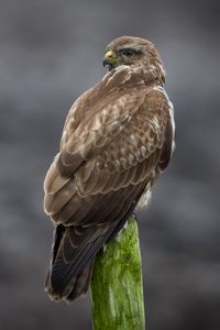 Preview wallpaper buzzard, bird, wildlife, wood