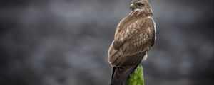 Preview wallpaper buzzard, bird, wildlife, wood