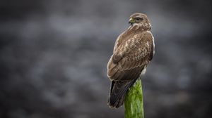 Preview wallpaper buzzard, bird, wildlife, wood