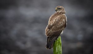 Preview wallpaper buzzard, bird, wildlife, wood