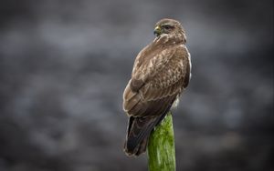 Preview wallpaper buzzard, bird, wildlife, wood