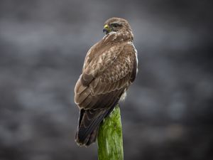 Preview wallpaper buzzard, bird, wildlife, wood