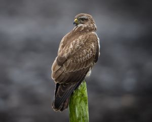 Preview wallpaper buzzard, bird, wildlife, wood