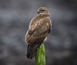 Preview wallpaper buzzard, bird, wildlife, wood