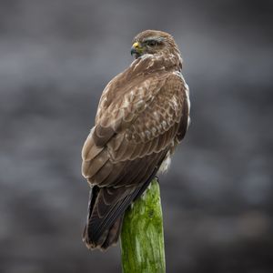 Preview wallpaper buzzard, bird, wildlife, wood