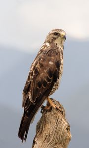 Preview wallpaper buzzard, bird, wildlife, log